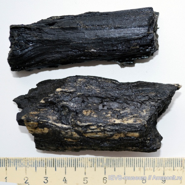 юра, древесина, келловей, Callovian, Jurassic, Middle Jurassic юра, древесина, келловей, Callovian, Jurassic, Middle Jurassic