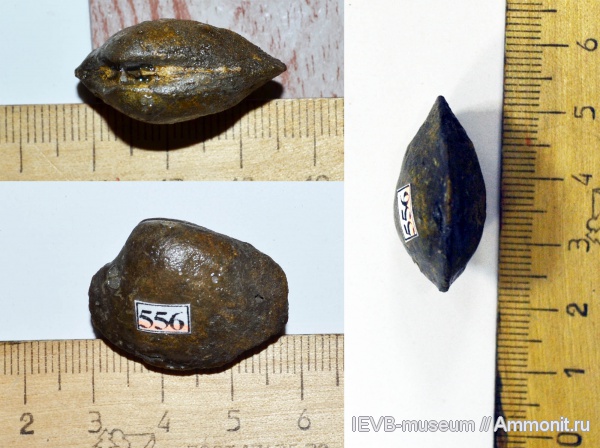 юра, волжский ярус, двустворчатые моллюски, Pleuromya, Pleuromya tellina, Volgian, Jurassic