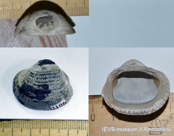 мел, двустворчатые моллюски, апт, Cucullaea, Aptian, Cretaceous