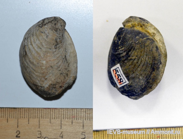 юра, волжский ярус, двустворчатые моллюски, Buchia, Buchia surensis, Volgian, Jurassic