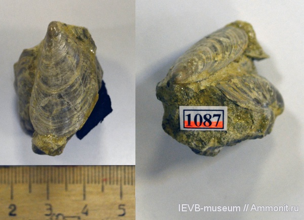 юра, волжский ярус, двустворчатые моллюски, Buchia, Volgian, Jurassic