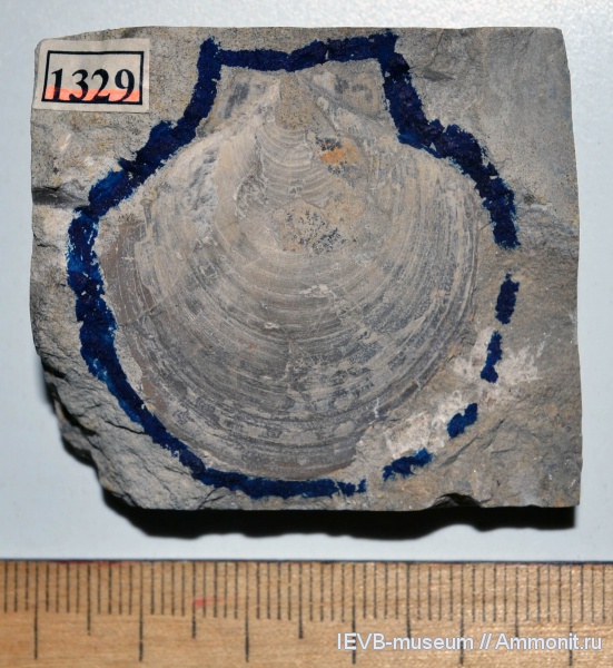 юра, волжский ярус, двустворчатые моллюски, титон, Entolium, Entolium numulare, Tithonian, Volgian, Jurassic