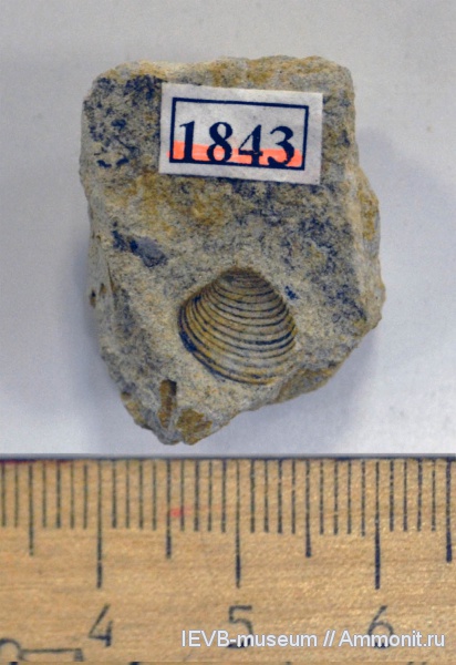 юра, волжский ярус, двустворчатые моллюски, Astarte, Astarte mnevnikensis, Volgian, Jurassic