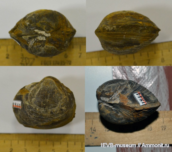 юра, волжский ярус, двустворчатые моллюски, титон, Pleuromya, Tithonian, Volgian, Jurassic