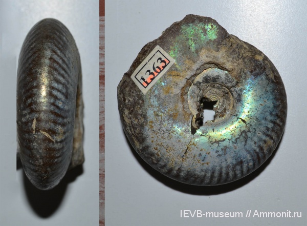 аммониты, юра, волжский ярус, Craspedites, титон, Craspedites mosquensis, Ammonites, Tithonian, Volgian, Jurassic