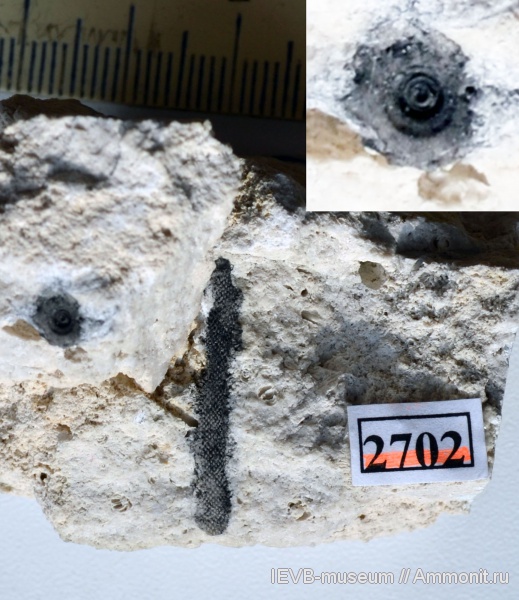 морские ежи, иглокожие, пермь, ассельский ярус, Permian