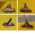 Зуб акулы Sphenodus sp. (?), волжский ярус