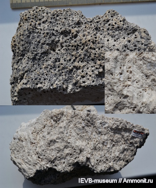 пермь, кораллы, Syringopora, ассельский ярус, tabulatoidea, Permian, syringopora reticulata