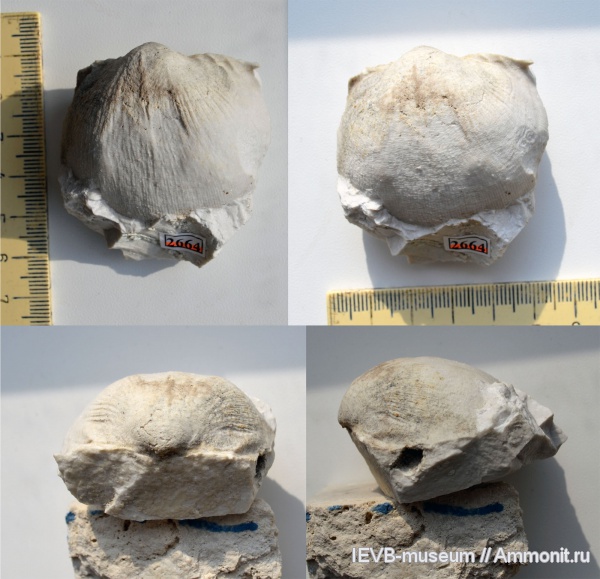 брахиоподы, пермь, Linoproductus, Productida, ассельский ярус, Linoproductus subobscurus, Permian