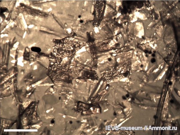 мел, рыбы, маастрихт, кости, костные рыбы, Maastrichtian, Cretaceous, fish
