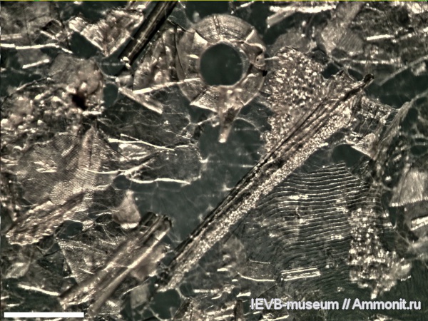 мел, рыбы, маастрихт, кости, костные рыбы, Maastrichtian, Cretaceous, fish