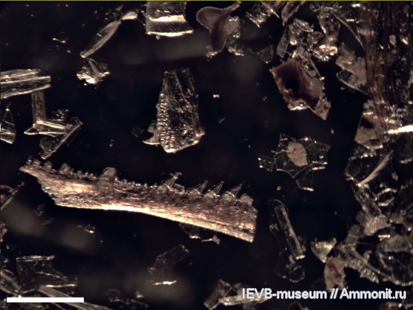 мел, рыбы, маастрихт, кости, костные рыбы, Maastrichtian, Cretaceous, fish