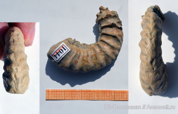 аммониты, юра, оксфорд, Vertumniceras, Ammonites, Oxfordian, Jurassic