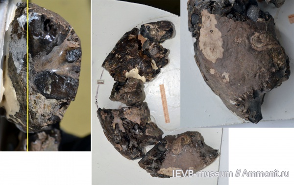 аммониты, юра, оксфорд, Euaspidoceras, Ammonites, Oxfordian, Jurassic