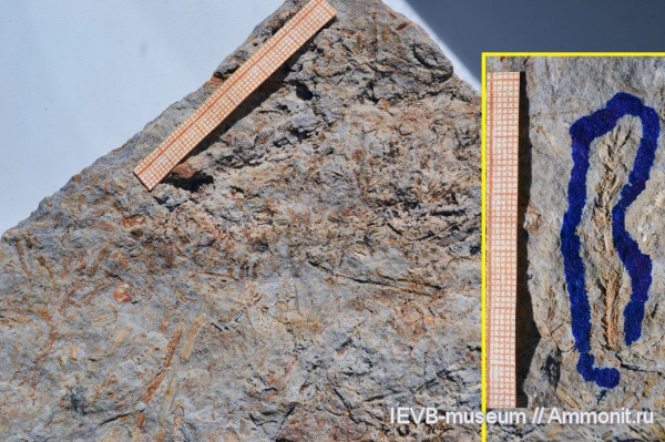 юра, байос, хвойные, Mirovia, Mirovia eximia, Bajocian, Jurassic