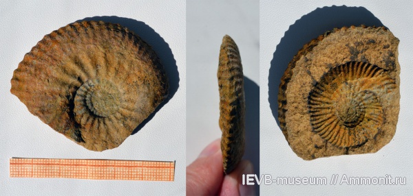 аммониты, юра, волжский ярус, Ammonites, Craspeditidae, Volgian, Jurassic