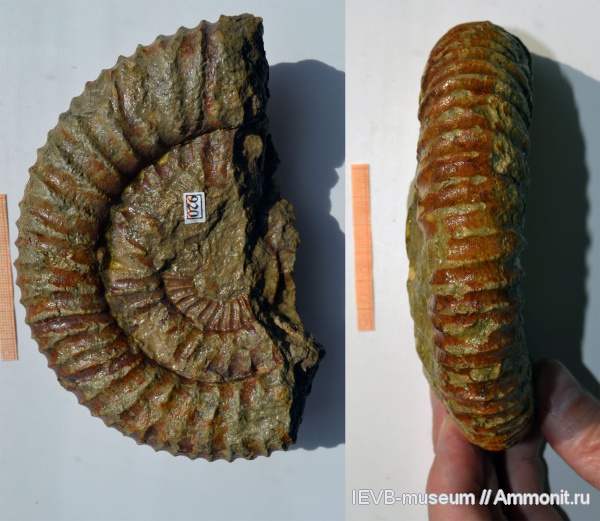 аммониты, юра, волжский ярус, Ammonites, Volgian, Jurassic