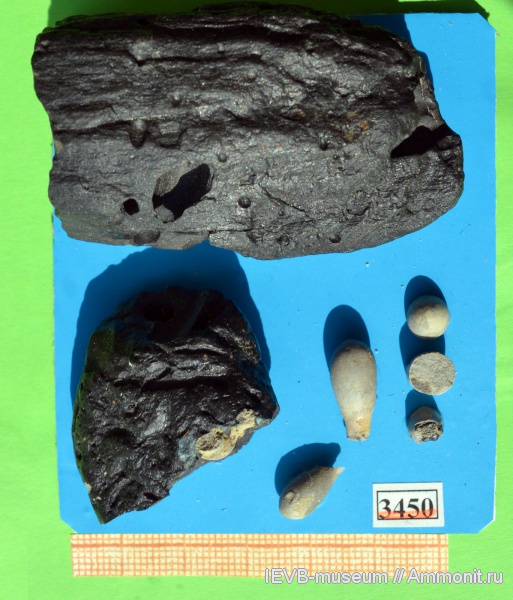 юра, оксфорд, двустворки, ихнофоссилии, Lithophaga, камнеточцы, Mytilidae, Oxfordian, Jurassic