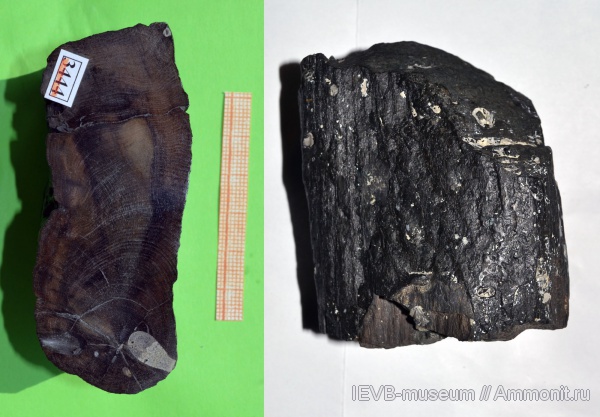 юра, оксфорд, двустворки, древесина, ихнофоссилии, Lithophaga, Oxfordian, Jurassic