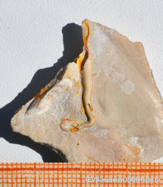 мел, двустворчатые моллюски, турон, Neovermilia, Inoceramus lamarcki, серпулиды, Neovermilia ampullacea, Turonian, Cretaceous