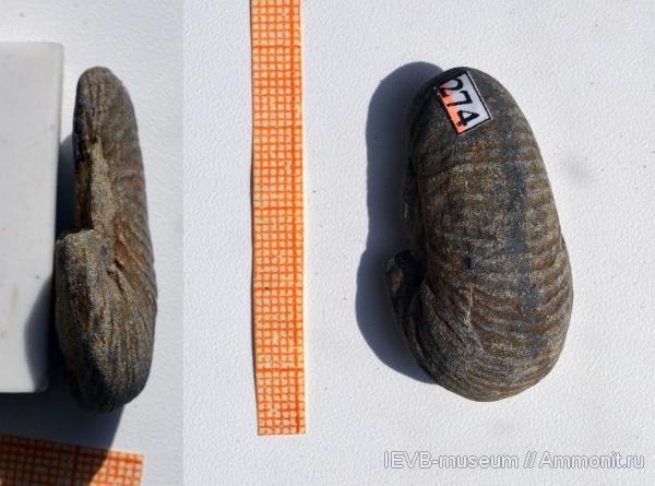аммониты, юра, волжский ярус, Epivirgatites, Ammonites, деформация, Volgian, Jurassic