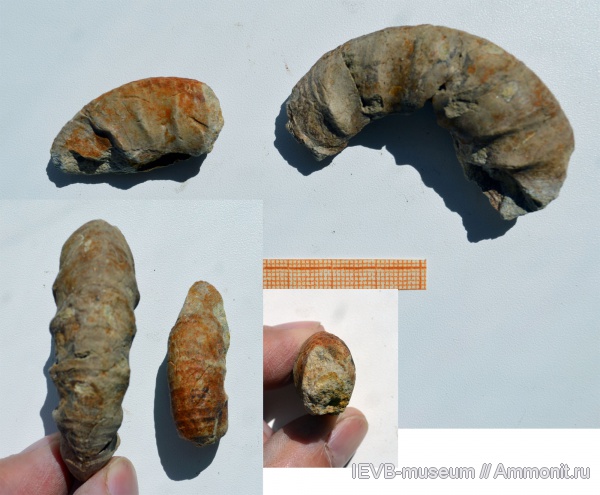 аммониты, юра, Kachpurites, волжский ярус, Ammonites, Kachpurites ornatum, Volgian, Jurassic