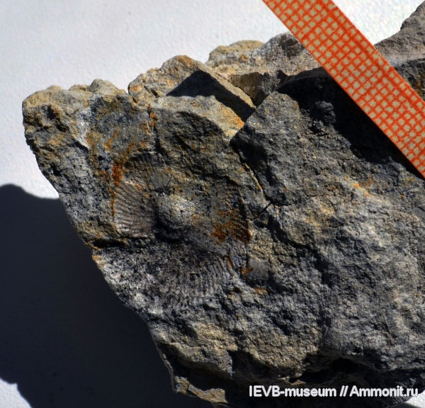 аммониты, юра, волжский ярус, Ammonites, Mosquites subditoides, Mosquites, Volgian, Jurassic