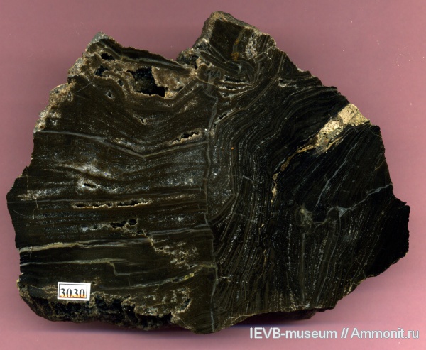 пермь, древесина, проблематики, Permian