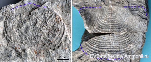 брахиоподы, карбон, Productida, Echinaria, касимовский ярус, Echinaria neopunctata