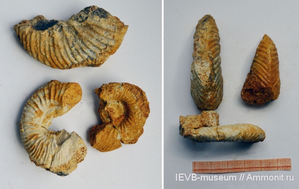 аммониты, юра, келловей, Quenstedtoceras, Quenstedtoceras lamberti, Ammonites, Callovian, Jurassic, Middle Jurassic