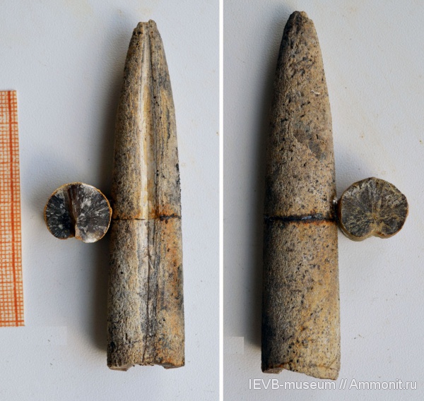 белемниты, юра, келловей, Holcobeloides, Holcobeloides beaumontianus, Callovian, Jurassic, Middle Jurassic, belemnites