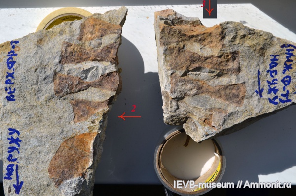 рептилии, юра, ихтиозавры, волжский ярус, позвонки, Volgian, Jurassic