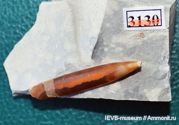 белемниты, мел, сантон, Actinocamax, Santonian, Cretaceous, belemnites