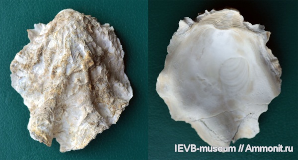 мел, двустворчатые моллюски, Lopha, турон, Lopha semiplana, Hyotissa, Hyotissa semiplana, Lophiidae, Turonian, Cretaceous