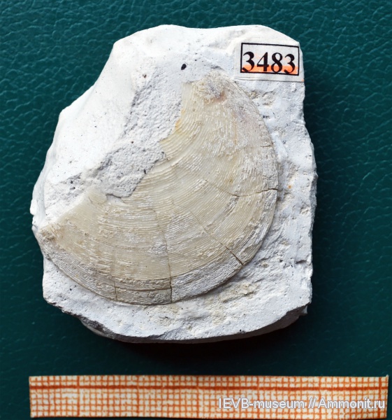 мел, двустворчатые моллюски, Entolium, турон, Entolium orbiculare, Entoliidae, Turonian, Cretaceous