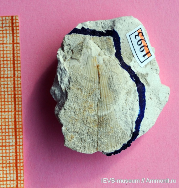 мел, двустворчатые моллюски, Chlamys, турон, Entoliidae, Chlamys cretosa, Turonian, Cretaceous