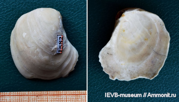 мел, двустворчатые моллюски, кампан, Pycnodonte, Pycnodonte vesicularis, Monticulina vesicularis, Monticulina, Pycnodonteidae, Campanian, Cretaceous