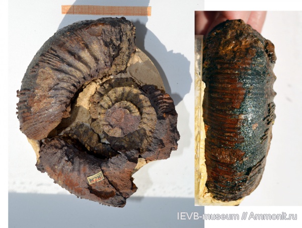 аммониты, юра, келловей, Kepplerites, Ammonites, Kepplerites gowerianus, Callovian, Jurassic, Middle Jurassic
