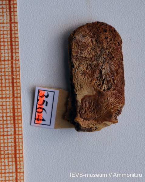 рептилии, триас, позвонки, кости, Triassic