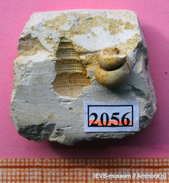 гастроподы, мел, маастрихт, Cerithiacea, Maastrichtian, Cretaceous