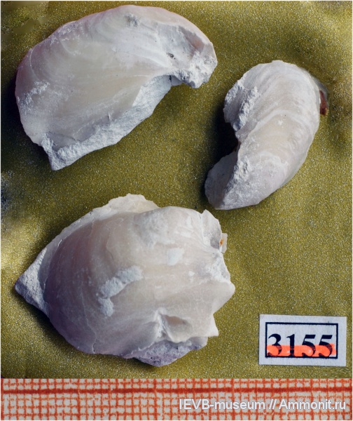 мел, двустворчатые моллюски, кампан, Gryphaeostrea, Gryphaeostreidae, Campanian, Cretaceous