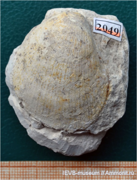 мел, двустворчатые моллюски, маастрихт, Limatula semisulcata, Limatula, Limidae, Maastrichtian, Cretaceous