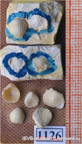 брахиоподы, мел, маастрихт, Terebratulida, Terebratulina, Terebratulina gracilis, Maastrichtian, Cretaceous