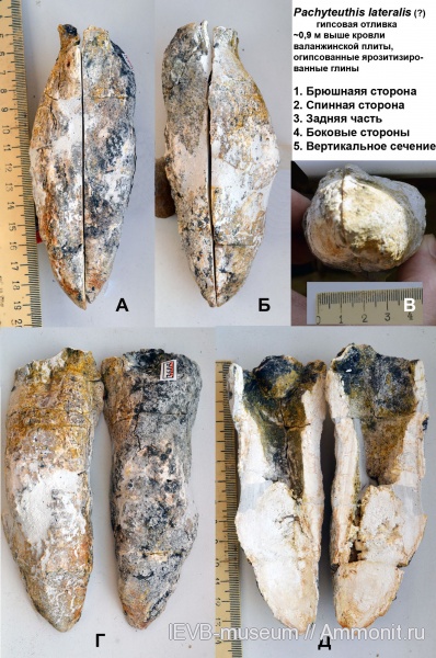 мел, Pachyteuthis, валанжин, Pachyteuthis lateralis, Valanginian, Cretaceous