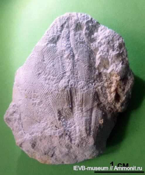 мел, турон, проблематики