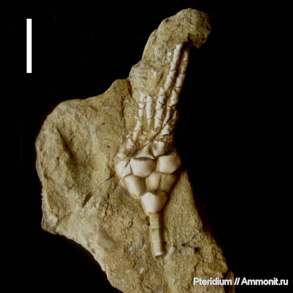 карбон, криноидеи, Подмосковье, Hydriocrinus