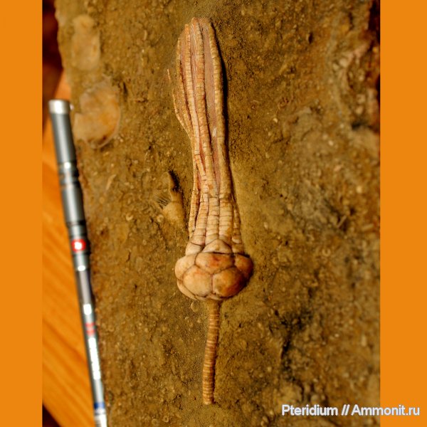 карбон, криноидеи, Подмосковье, Mooreocrinus, Mooreocrinus geminatus, Cromyocrinidae