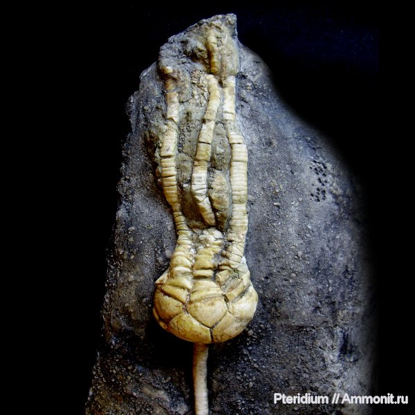 карбон, криноидеи, Подмосковье, Cromyocrinus, Cromyocrinus simplex, Cromyocrinidae