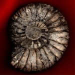 Virgatites pallasianus