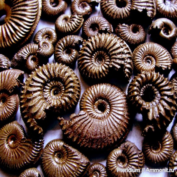 аммониты, юра, оксфорд, Amoeboceras, Рыбаки, Ammonites, Oxfordian, Jurassic
